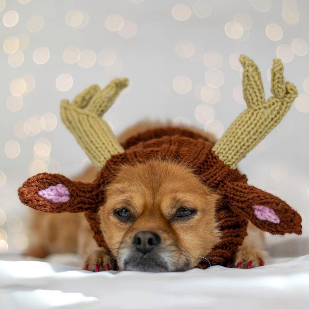 Dog wearing knitted hat