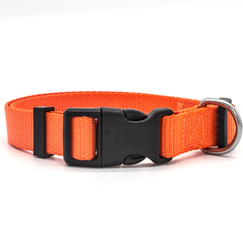Orange dog collar