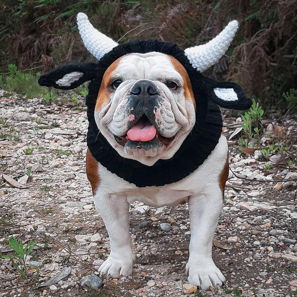 Black Cow knitted dog hat