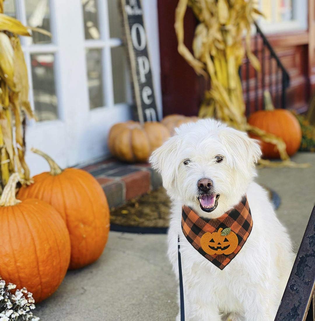 Pumpkin bandana detail