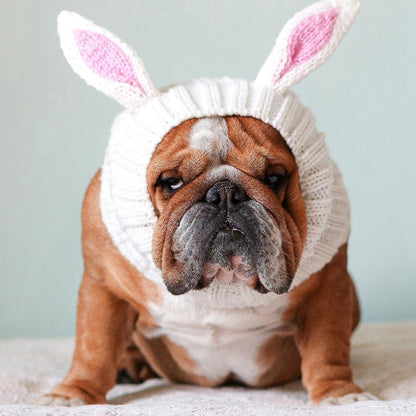 Knitted animal dog hat